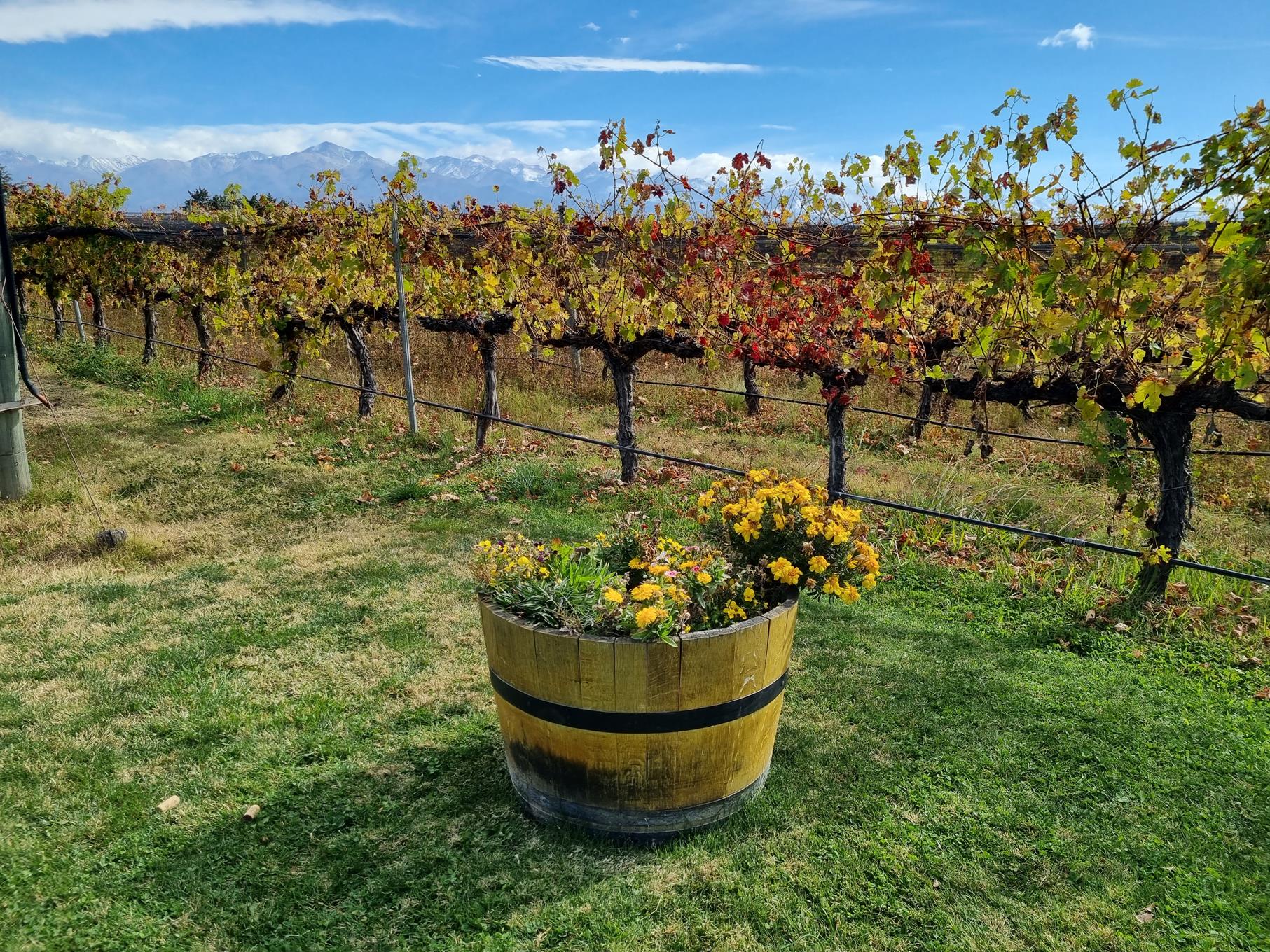 bike-wine-valle-de-uco-6